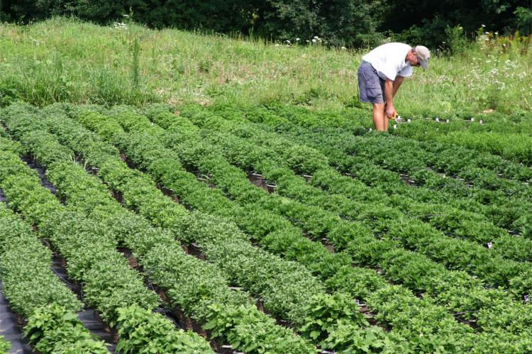 The owner of family-owned farm tends to his crops in Durham, New Hampshire. A new research sheds light on why some rural communities support immediate resource use, while others support conservation. (The Epoch Times)