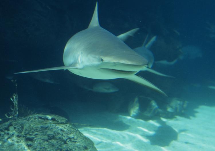 Scientists found that sharks determine the direction of odors by the delay in time they reach each nostril. (Photos.com) Scientists found that sharks determine the direction of odors by the delay in time they reach each nostril. (Photos.com)