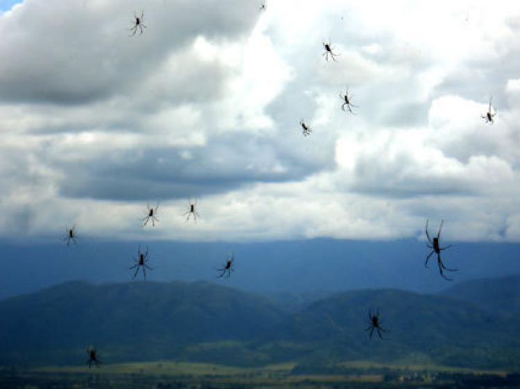 Throughout history many have witnessed showers of animals falling from the sky.  This rain of spiders in Argentina was captured on film earlier this year.  (Christian Oneto Gaona)