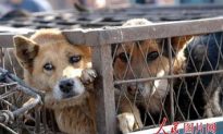 Dogs and Cats Skinned Alive for Their Fur in China