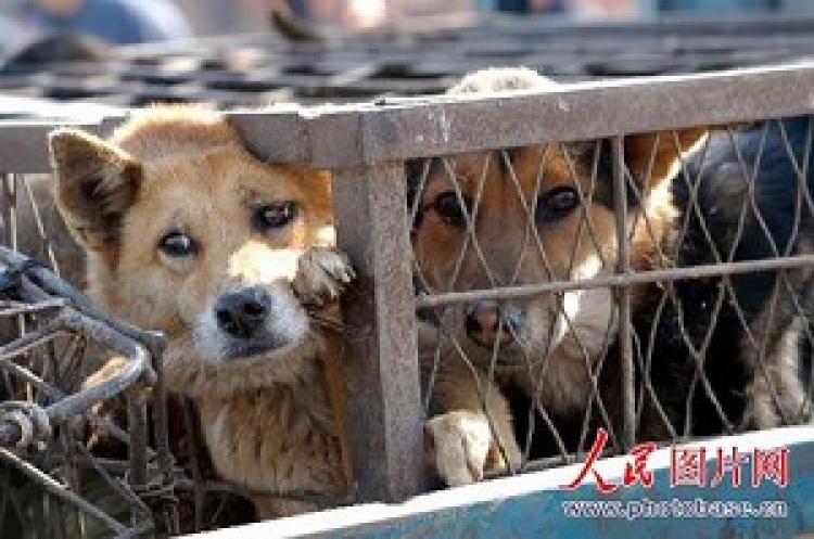 For their fur. Бедных животных в поликлинике. Made in China собаки. Китайцы варят собак живьем.