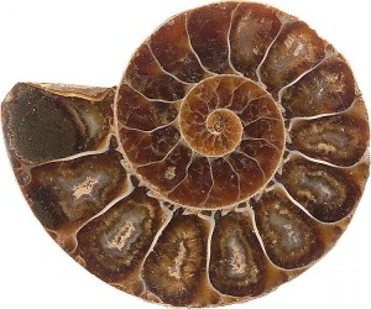 From the Greek Pantheon to the Nautilus shell, the golden proportion is the gold standard for good design, yet scientists still do not understand why this harmonic ratio is found throughout the natural world. (Photos.com) From the Greek Pantheon to the Nautilus shell, the golden proportion is the gold standard for good design, yet scientists still do not understand why this harmonic ratio is found throughout the natural world. (Photos.com)