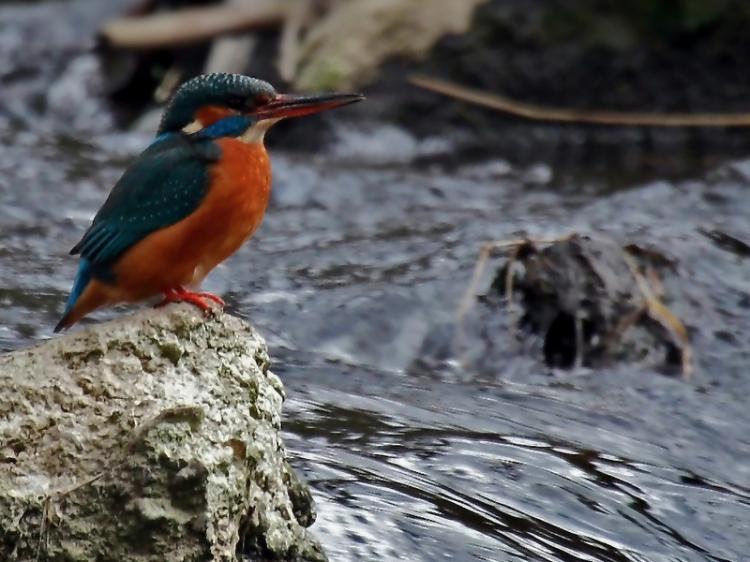 In ancient China there was the phrase: 'Moving water does not spoil, and locks and door hinges stay intact from use.' (Peashooter / www.pixelio.de) In ancient China there was the phrase: 'Moving water does not spoil, and locks and door hinges stay intact from use.' (Peashooter / www.pixelio.de)