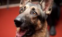 Sick ‘Werewolf’ Dog Stood On Side Of Road, Then Gets Help