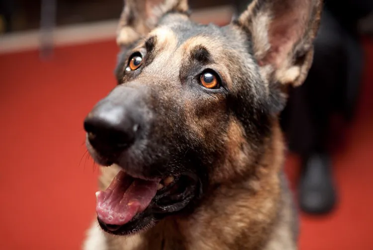 German Shepherd, Commander, poses for a picture at the American Kennel Club on Jan. 30. (Samira Bouaou/The Epoch Times) 