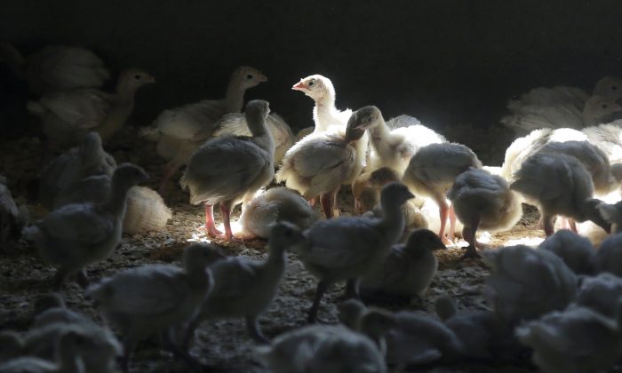 A flock of young turkeys stand in a barn at the Moline family turkey farm, Iowa on Aug. 10. (AP Photo/Charlie Neibergall, File)