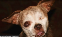 One-Eyed Chihuahua Clinches 2015 American Hero Dog Award (Video)