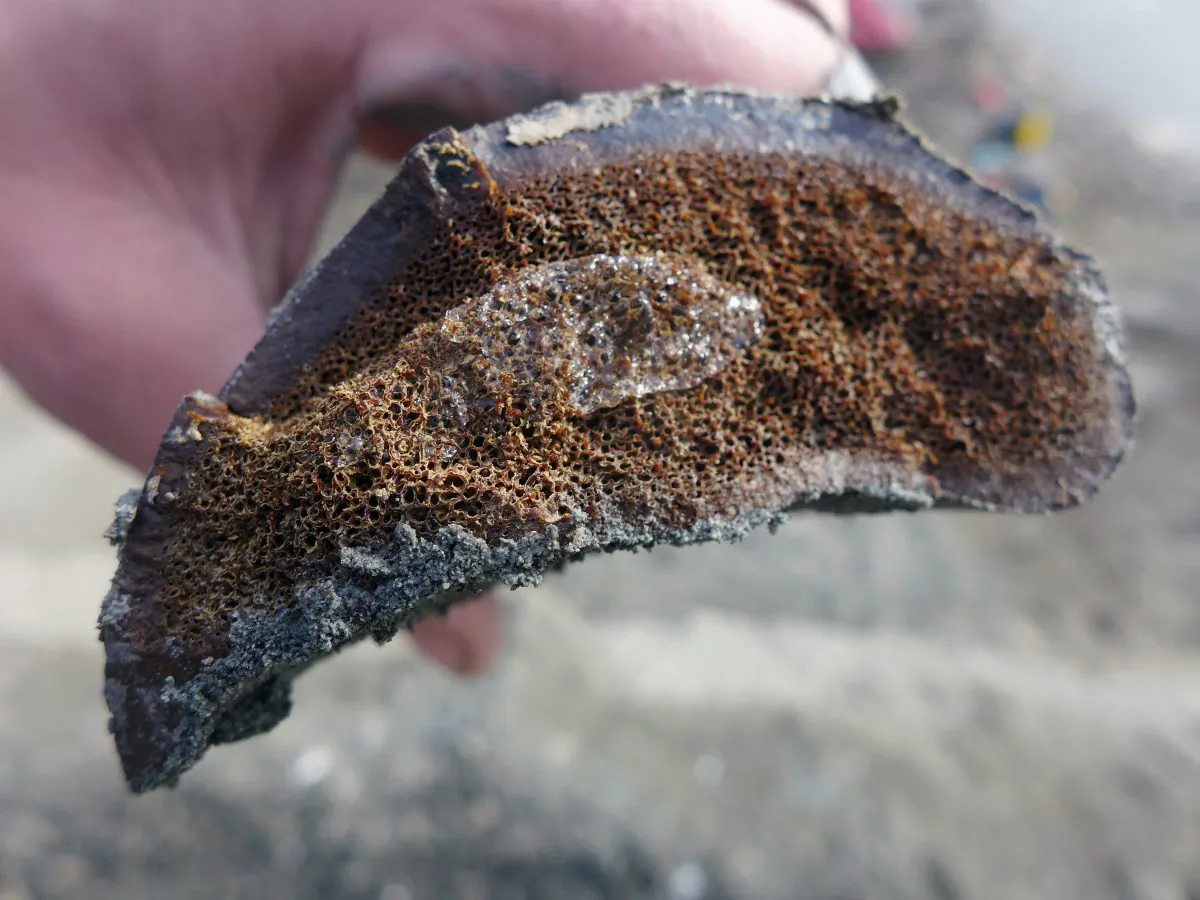 In this 2014 photo released by the University of Alaska Museum of the North, a sample of frozen bone is seen after researchers excavated it from the Liscomb Bed in the Prince Creek Formation near Nuiqsut, Alaska. (Greg Erickson/UA Museum of the North via AP)