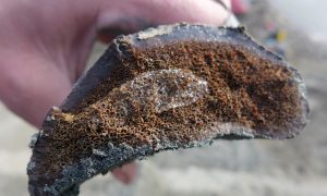 Researchers Say New Dinosaur Found in Northern Alaska