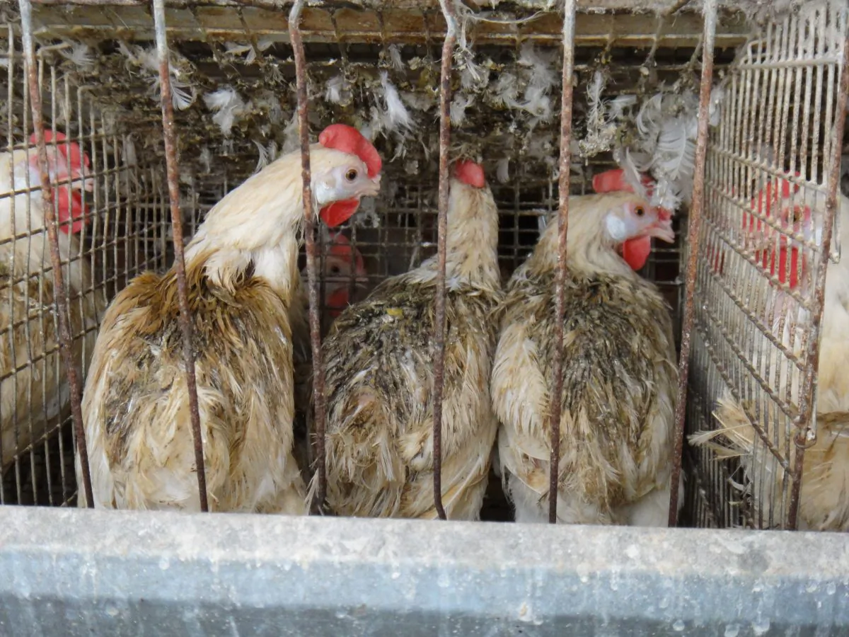 Chickens on a factory farm, subjected to confinement and poor living conditions. (HSUS)