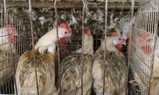 Mercy for Animals?