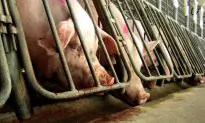Mercy for Animals?