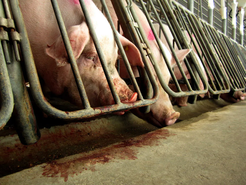 Female pigs in restrictive “gestation crates,” some of which had bitten at the bars so much that their blood can be seen on the bars and below. This was taken by an investigator with the Human Society of the United States, who worked inside the Virginia factory farm for one month. (HSUS)