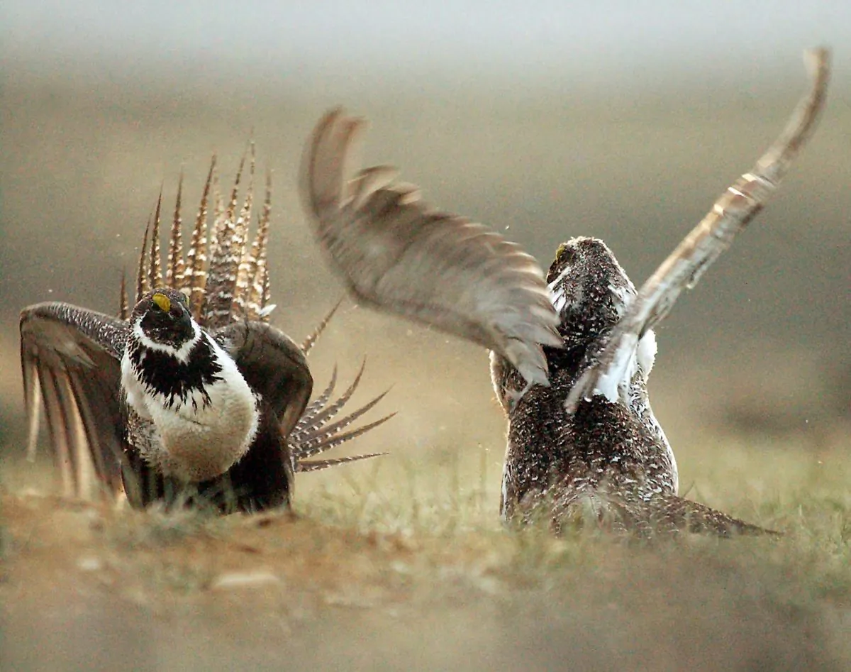 In this May 9, 2008, file photo, male sage grouses fight for the attention of female southwest of Rawlins, Wyo. (AP Photo/Rawlins Daily Times, Jerret Raffety)