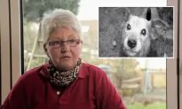 Scientists Investigate If Pets Telepathically Sense When Owners Are Returning Home (+Video)