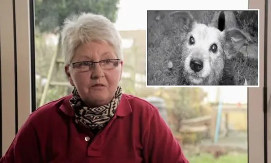 Scientists Investigate If Pets Telepathically Sense When Owners Are Returning Home (+Video)