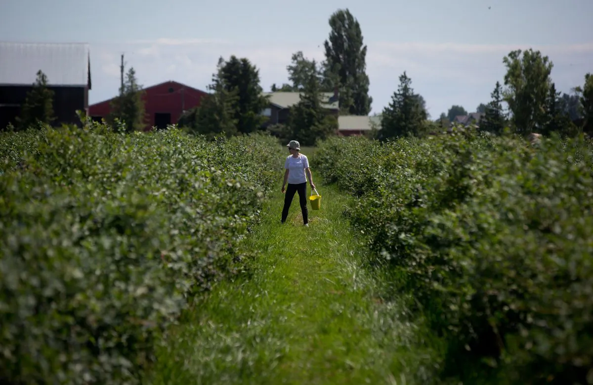 A woman picks blueberries at Emma Lea Farms in Ladner, B.C., on July 21, 2014. A new report warns that policy makers have been neglecting rural issues, resulting in negative consequences for the economy and smaller communities. (The Canadian Press/Darryl Dyck)