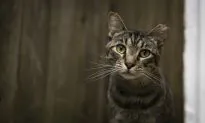 Bond Between Humans and Animals Manifests in Mysterious Ways
