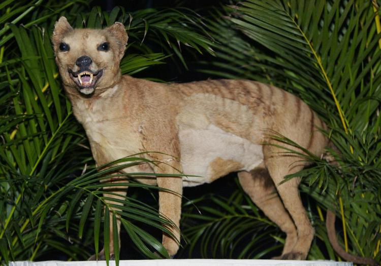 Photo of a Tasmanian tiger (Thylacine) displayed at the Australian Museum in Sydney, 2002. (Torsten Blackwood/AFP/Getty Images)