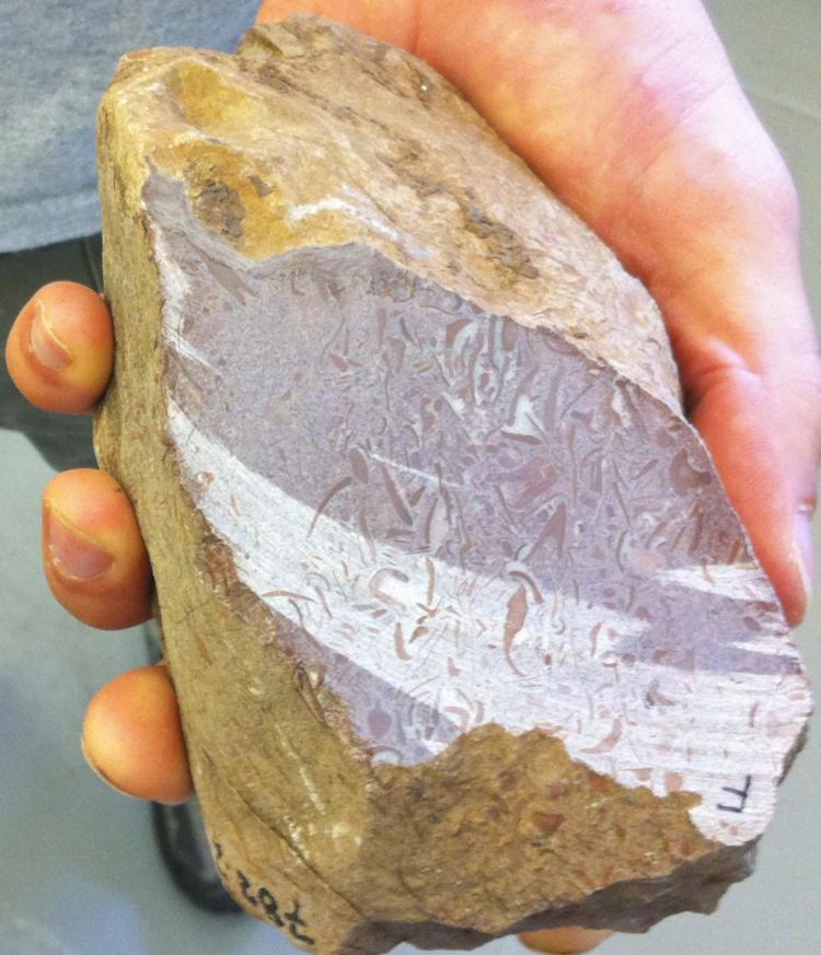 Princeton geoscientist Adam Maloof holds a rock from South Australia that may contain the oldest fossils of animal bodies ever discovered. The fossils, visible here as red shapes, suggest that sponge-like animals were in existence about 650 million years ago. (Courtesy of Adam Maloof)