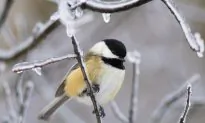 Quiet Winter Riversides May Still Be Full of Birds