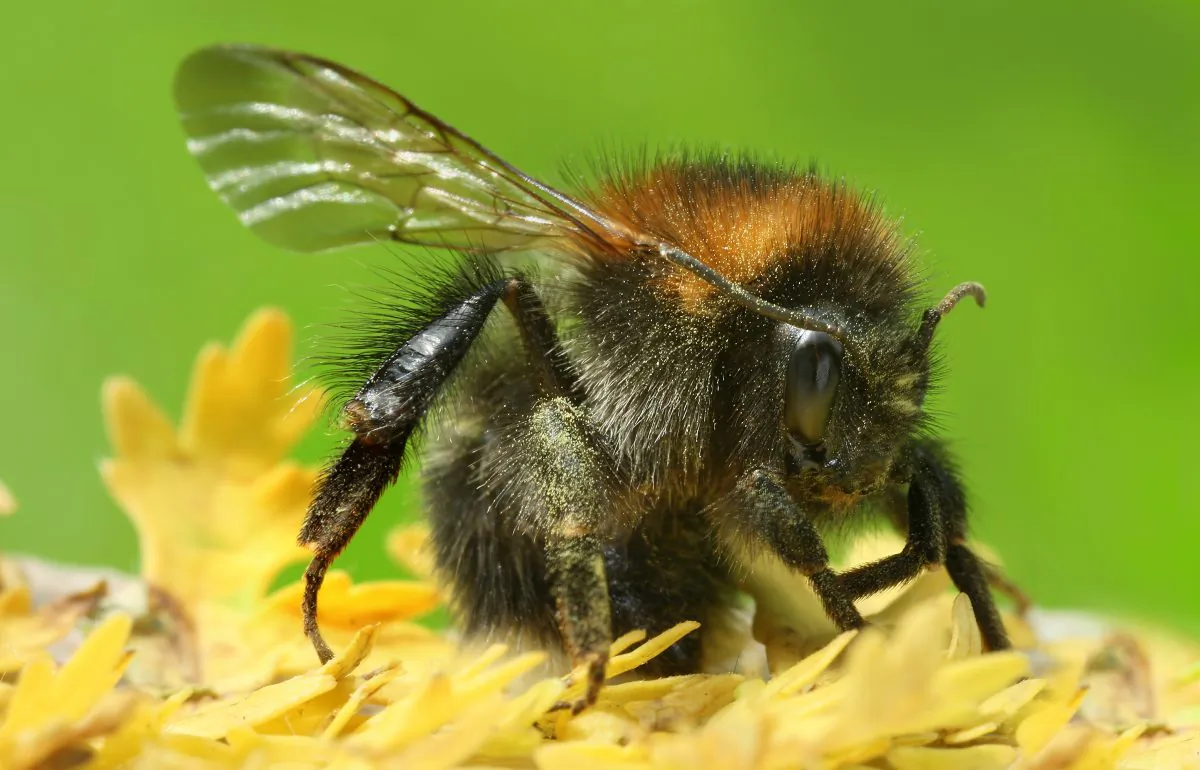 "We are not saying climate change isn't a problem for bumblebees—it is a major problem," says Candace Galen. "However, these findings indicate that some bumblebees may be able to adapt." Pictured above: As Bombus pascuorum. (Richard Bartz, Munich Makro Freak/CC BY-SA 2.5 via Wikimedia Commons)