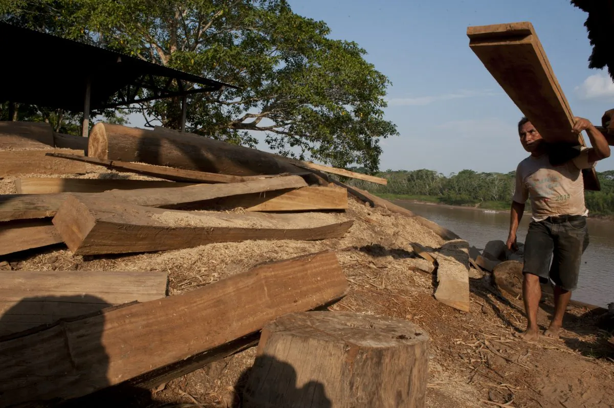A worker carries cut wood planks close to the city of Puerto Maldonado, Peru, on Oct. 3, 2014. (Cris  Bouroncle/AFP/Getty Images)