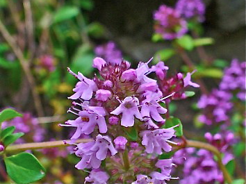 Thyme has always been an important part of Mediterranean cuisine and culture. (H. Zell/Wikicommons)