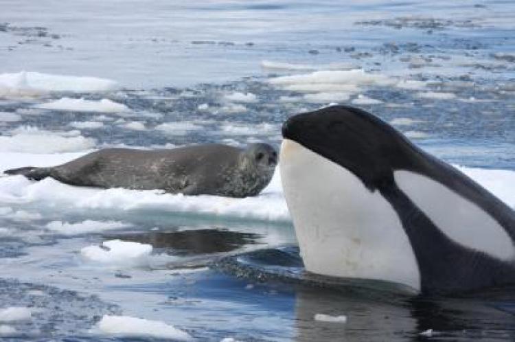 Antarctic Killer Whales Favor Weddell Seals As Prey