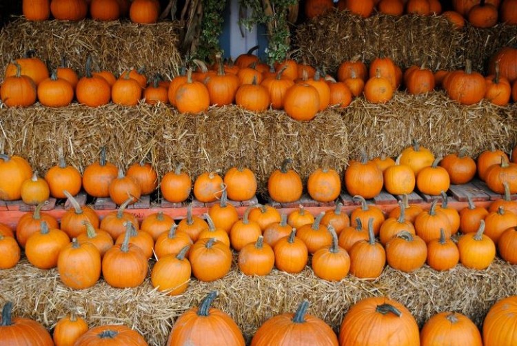 Pumpkins for sale at Wrights Farm in Ulster County, N.Y. (Courtesy of Wrights Farm) Pumpkins for sale at Wrights Farm in Ulster County, N.Y. (Courtesy of Wrights Farm)