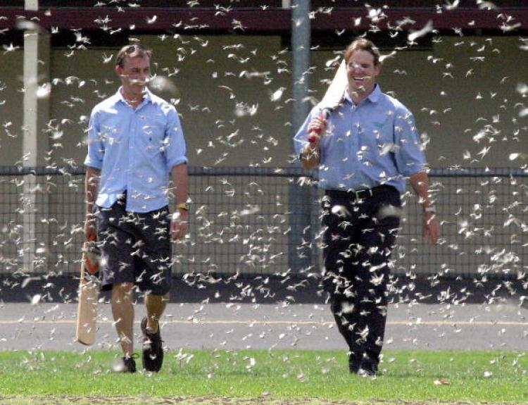A plague of locust onto the oval at Dubbo, back in 2004. Warnings provided, this year, in a September bulletin on the Department of Agriculture, Fisheries and Forestry's website. (Steve Cowley/AFP/Getty Images) A plague of locust onto the oval at Dubbo, back in 2004. Warnings provided, this year, in a September bulletin on the Department of Agriculture, Fisheries and Forestry's website. (Steve Cowley/AFP/Getty Images)