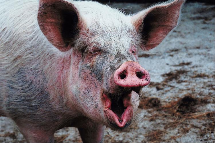 Mistreated pigs have weakened immune systems. (Photos.com) Mistreated pigs have weakened immune systems. (Photos.com)