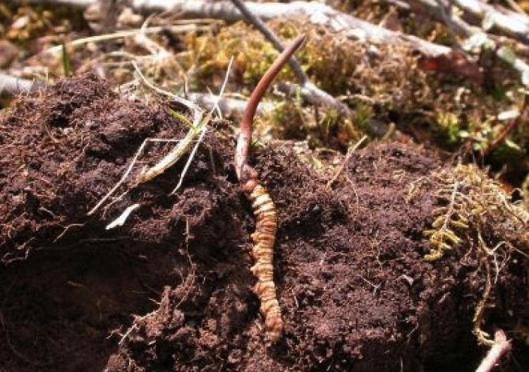Chinese caterpillar fungus (Ophiocordyceps sinensis) in its natural habitat in Sichuan Province, China. (Wang X-L & Yao Y-J) Chinese caterpillar fungus (Ophiocordyceps sinensis) in its natural habitat in Sichuan Province, China. (Wang X-L & Yao Y-J)