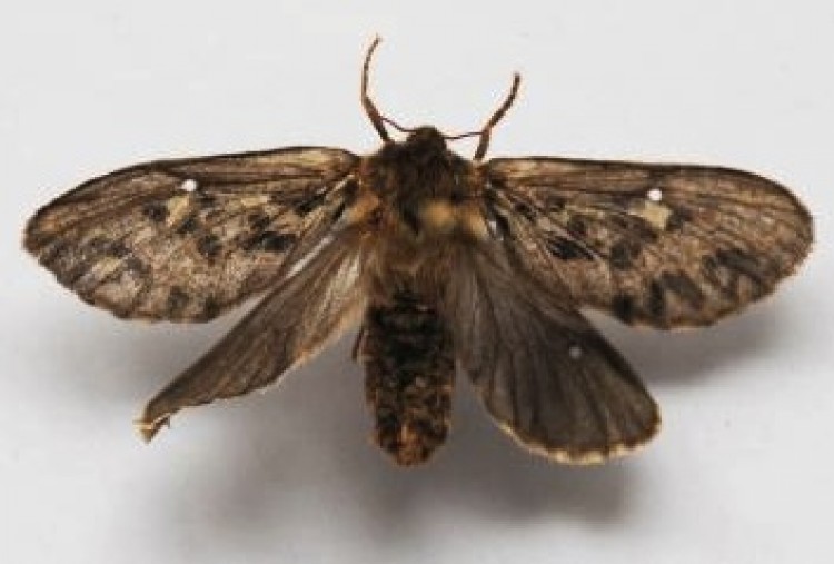 Thitarodes moth, a host species of Ophiocordyceps sinensis, collected from Qinghai Province, China. (Wang X-L & Yao Y-J) Thitarodes moth, a host species of Ophiocordyceps sinensis, collected from Qinghai Province, China. (Wang X-L & Yao Y-J)