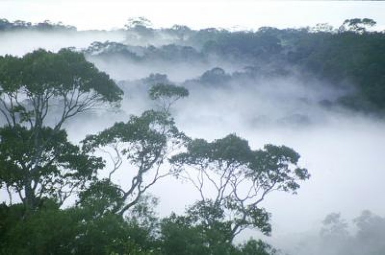 A dawn mist rises above the Amazon rainforest. (William Laurance) A dawn mist rises above the Amazon rainforest. (William Laurance)