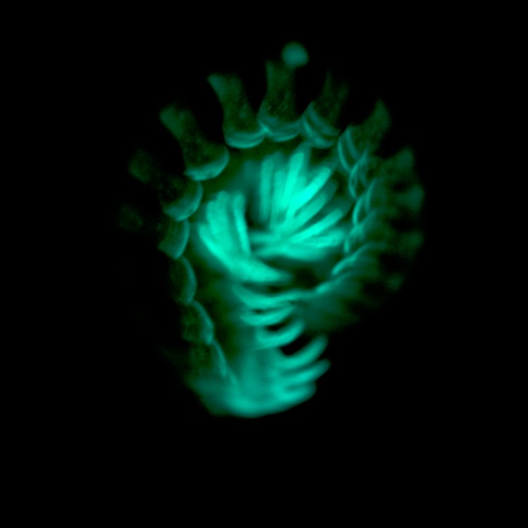 A prolonged exposure taken in the darkroom, showing the greenish glow of a Motyxia millipede. (Paul Marek) A prolonged exposure taken in the darkroom, showing the greenish glow of a Motyxia millipede. (Paul Marek)