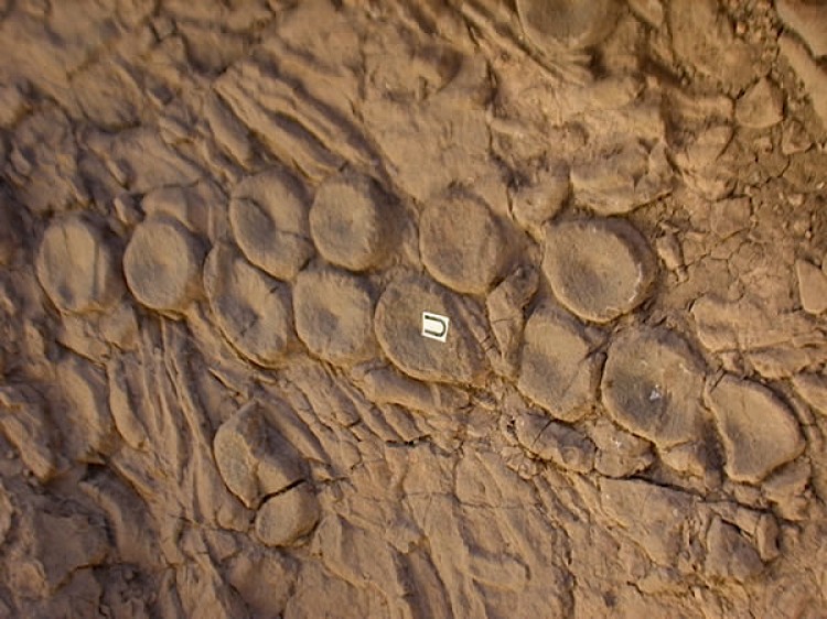 'Specimen U' shows shonisaur vertebral disks arranged in curious linear patterns with almost geometric regularity, like the pattern of sucker discs on a cephalopod tentacle, with each vertebra strongly resembling a coleoid sucker. (Mark McMenamin)