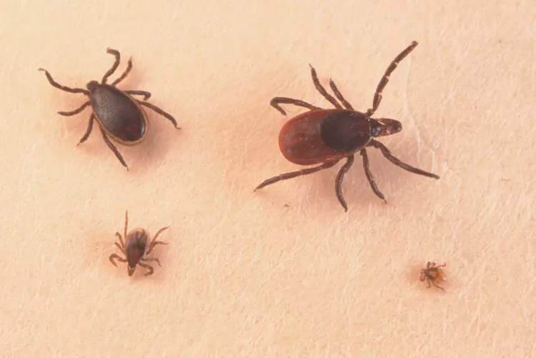 A stock photo of ticks (Getty Images)