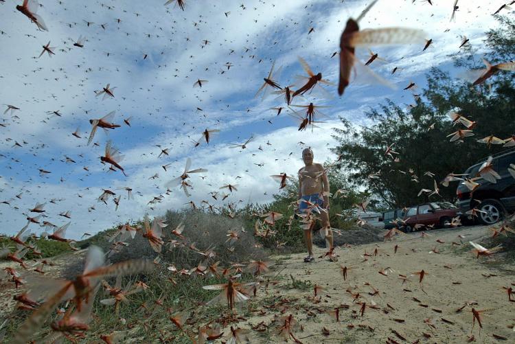 A swarm of locusts in Spain. (Samuel Aranda/AFP/Getty Images) A swarm of locusts in Spain. (Samuel Aranda/AFP/Getty Images)