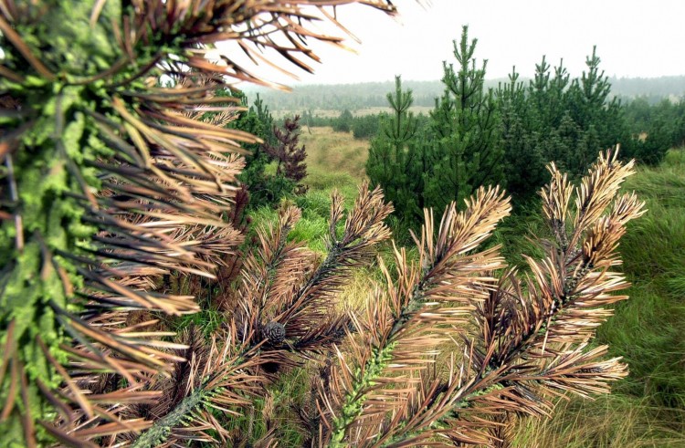 A file picture taken in 2001 shows a pine tree with discolored needles in a forest near Reitzenhain in the Ore Mountains. (Uwe Meinhold/AFP/Getty Images) A file picture taken in 2001 shows a pine tree with discolored needles in a forest near Reitzenhain in the Ore Mountains. (Uwe Meinhold/AFP/Getty Images)
