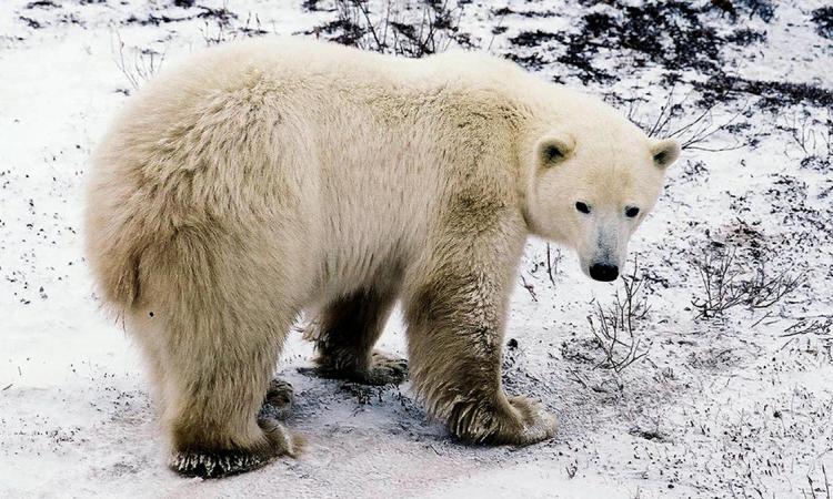 A polar bear waits for the water to freeze on the edge of Hudson Bay near Churchill, Manitoba, in 2001. (Guy Clavel/AFP/Getty Images) A polar bear waits for the water to freeze on the edge of Hudson Bay near Churchill, Manitoba, in 2001. (Guy Clavel/AFP/Getty Images)