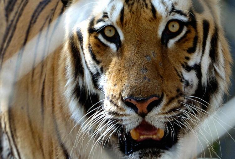 Tigers have recently been filmed in the mountains of Bhutan, giving evidence that the endangered species can survive at high altitudes. (Aamir Qureshi/Getty Images ) Tigers have recently been filmed in the mountains of Bhutan, giving evidence that the endangered species can survive at high altitudes. (Aamir Qureshi/Getty Images )