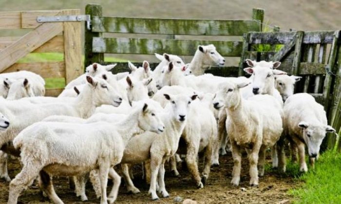 Sheep are corralled on May 11, 2005, in Waiheke Island, New Zealand. According to Dr. Ewe Noh-Watt of the New Zealand Institute of Veterinary Climatology the global warming is caused by the decline of New Zealand's sheep population. (Dean Treml/Getty Images)