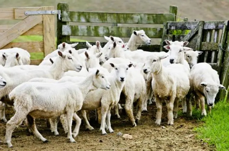 Sheep are corralled on May 11, 2005, in Waiheke Island, New Zealand. According to Dr. Ewe Noh-Watt of the New Zealand Institute of Veterinary Climatology the global warming is caused by the decline of New Zealand's sheep population. (Dean Treml/Getty Images)