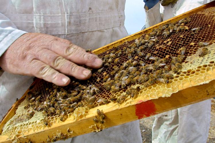 Honey has a place in burn treatment. (David Silverman/Getty Images) Honey has a place in burn treatment. (David Silverman/Getty Images)