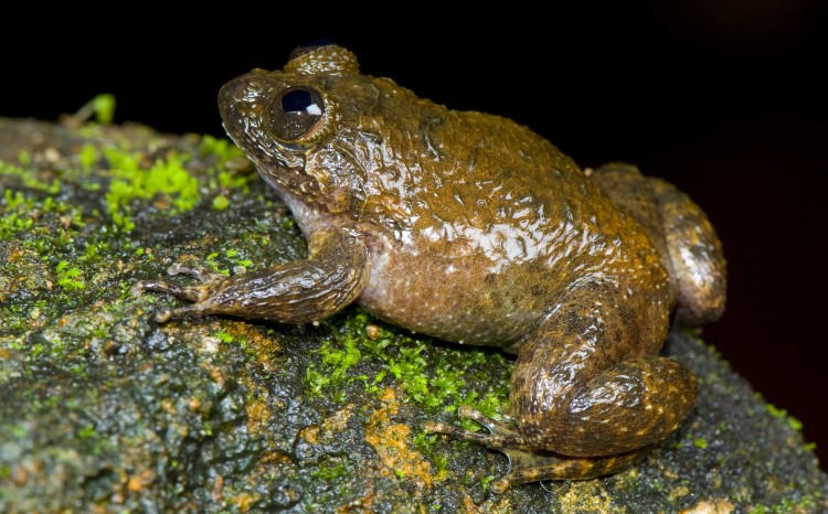 The Meowing Night Frog, Nyctibatrachus poocha, croaks like a cat. (S.D. Biju, Global Wildlife Conservation) The Meowing Night Frog, Nyctibatrachus poocha, croaks like a cat. (S.D. Biju, Global Wildlife Conservation)