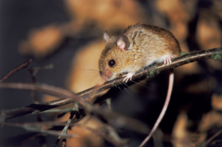 Researchers postulated that mice, being nocturnal, fear intense light in a similar way that humans, who are diurnal, fear darkness. (Photos.com) Researchers postulated that mice, being nocturnal, fear intense light in a similar way that humans, who are diurnal, fear darkness. (Photos.com)