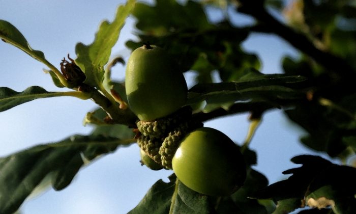A stock photo shows an oak tree acorn (Photos.com)