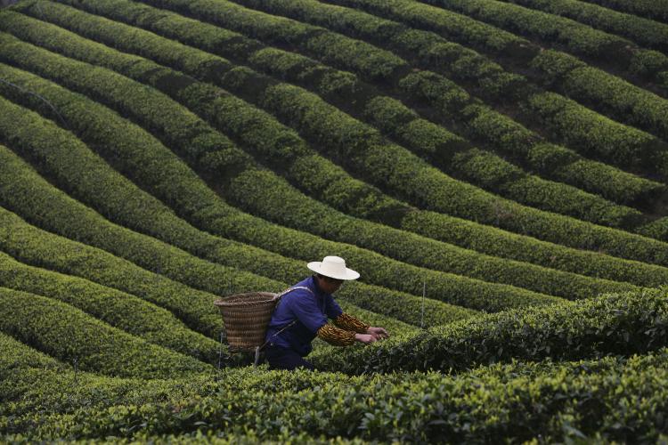 A farmer picks tea leaves in the outskirts of Chongqing Municipality, China. The tea producing peak falls on spring days around the end of March and early April when many tea factories have to operate at full capacity. (China Photos/Getty Images) Epoch Times Photo