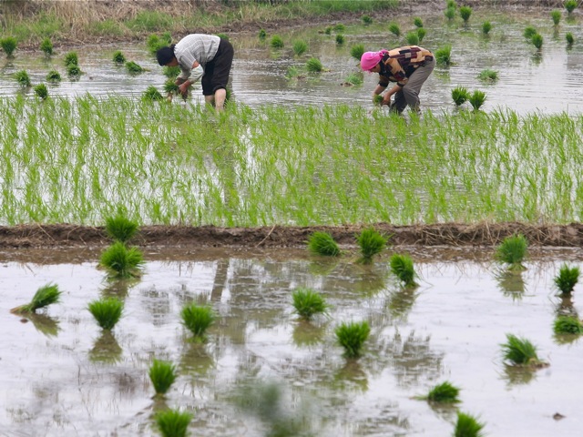 74582520 Farmers transplant rice seedling